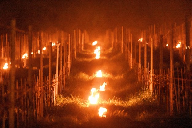 Z powodu mrozów w wielu winnicach rozpalano ogień, by nie dopuścić do przemarznięcia młodych pędów winogron. /Marcin Bielecki /PAP