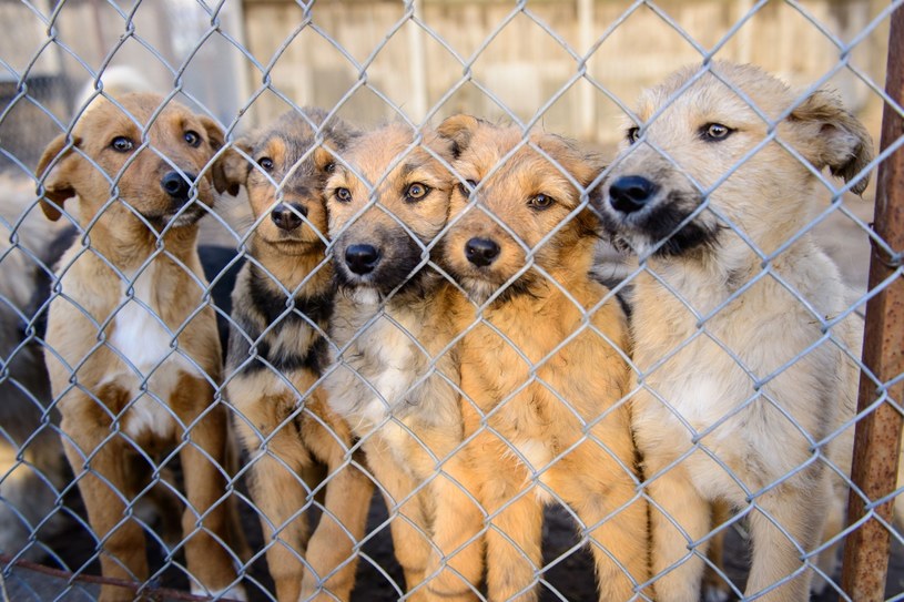 Z powodu pandemii adopcje ograniczone są do psów spokojnych, bez problemów behawioralnych /123RF/PICSEL