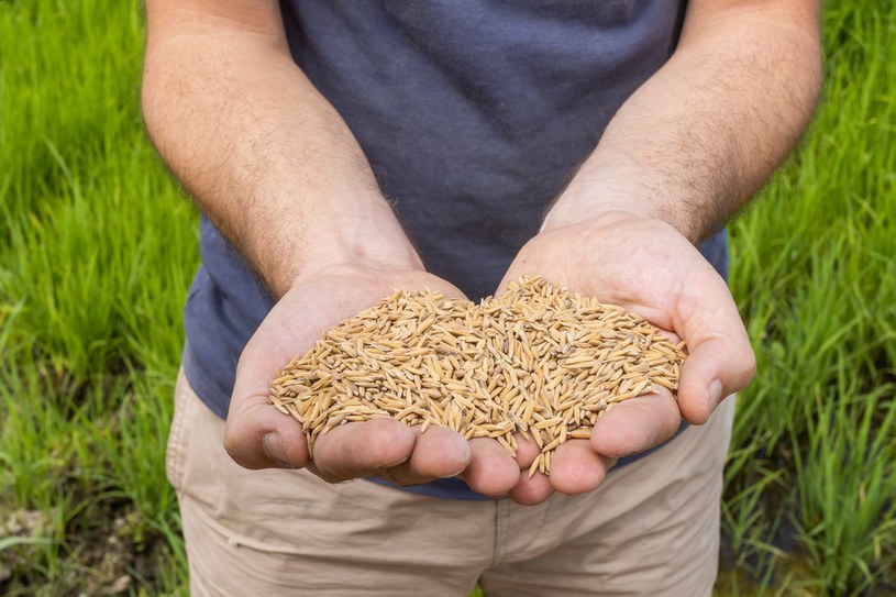 Z powodu panującej na świecie suszy w tym roku zbiory ryżu będą wyjątkowo słabe. To produkt, który jest fundamentem diety miliardów osób na świecie /NurPhoto /Getty Images