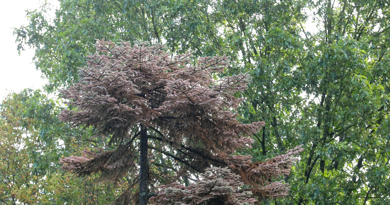 Z powodu suszy usychają drzewa iglaste w arboretum w Rogowie