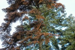 Z powodu suszy usychają drzewa iglaste w arboretum w Rogowie