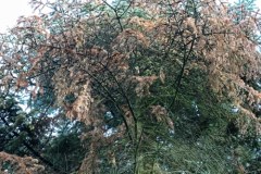 Z powodu suszy usychają drzewa iglaste w arboretum w Rogowie