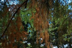 Z powodu suszy usychają drzewa iglaste w arboretum w Rogowie