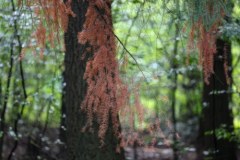 Z powodu suszy usychają drzewa iglaste w arboretum w Rogowie