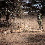 Z powodu suszy w Kenii zginęły setki dzikich zwierząt. Dane przerażają! 