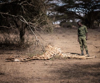 Z powodu suszy w Kenii zginęły setki dzikich zwierząt. Dane przerażają! 