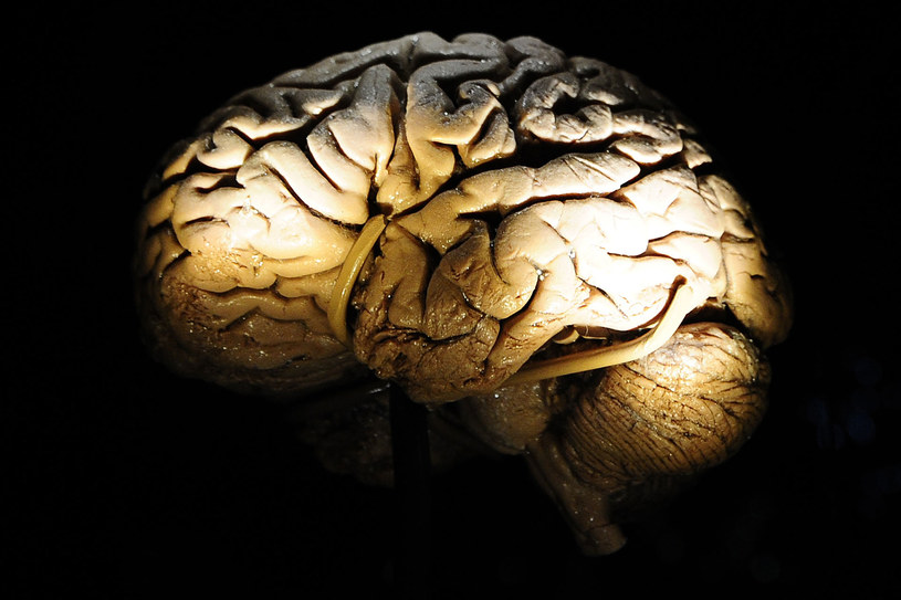 Z powody dużej liczby przyswojonych informacji, z wiekiem mózg pracuje wolniej /AFP