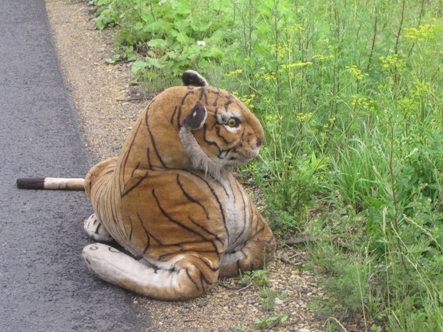 Z przodu tygrys jest troszkę mniej przerażający &nbsp; /Marcin Buczek /RMF FM