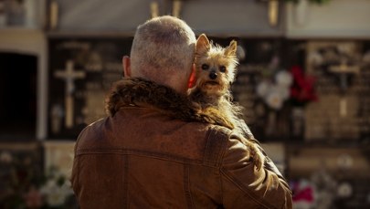 Z psem na cmentarz? Krakowianie wyrazili zdanie w sondażu