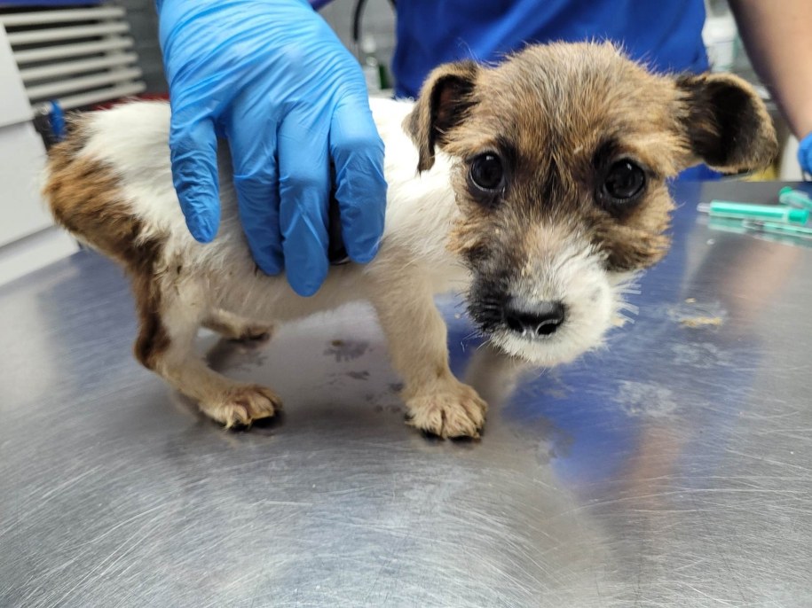 Z pseudohodowli uratowano 38 zwierząt /Przemysław Błaszczyk /RMF MAXX