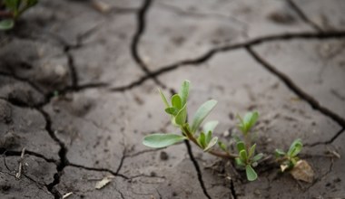 ​Z roku na rok wpływa na pogodę coraz bardziej. Czym jest El Niño?