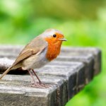 Z rudzikami w miastach dzieje się coś dziwnego. Stały się agresywne
