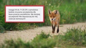 Z samolotów będą zrzucane szczepionki dla lisów. Jest alert RCB