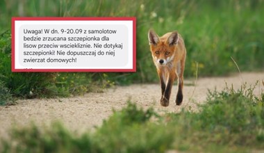 Z samolotów będą zrzucane szczepionki dla lisów. Jest alert RCB