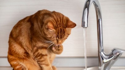 Z sufitu zaczęła kapać woda. Winowajca miał cztery łapy