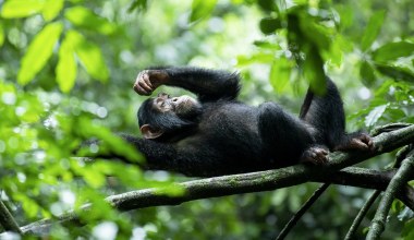 Z szympansami stało się coś dziwnego. Rozpoczęły wojnę, zaczęły się wybijać