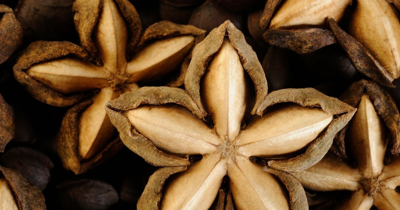 Z tej rośliny powstaje najzdrowszy olej na świecie. Ten superfood Inków ma ponad 3000 lat /chorboom_photo /Canva Pro