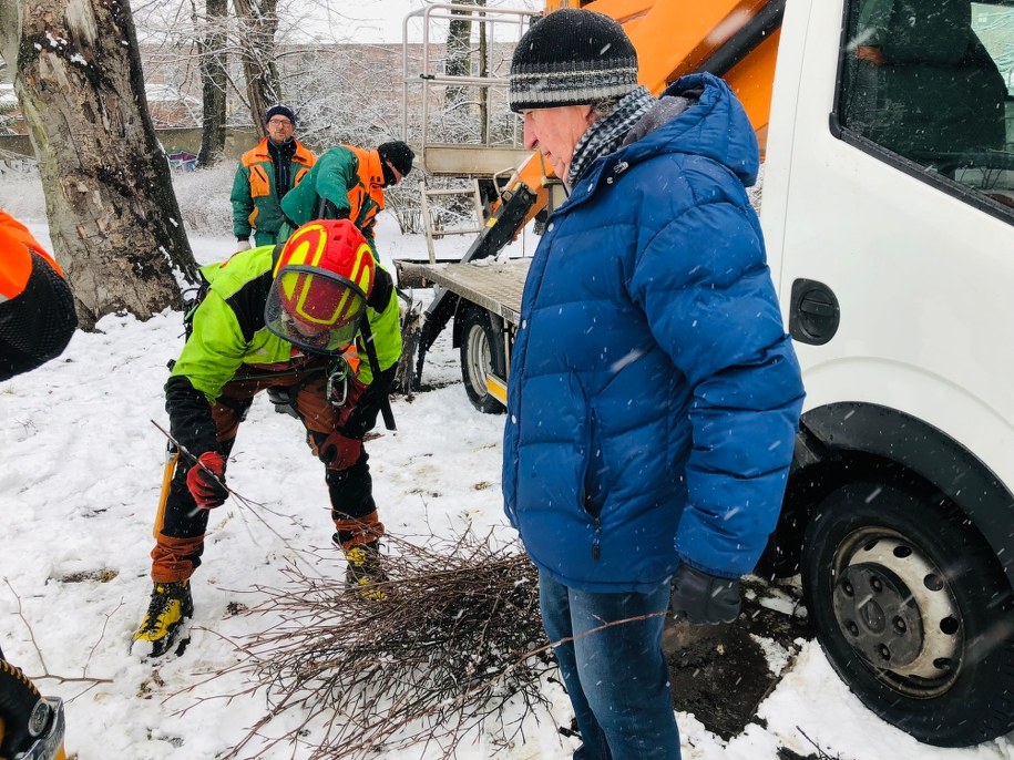 Z tych ściętych gałązek wyrosną nowe drzewa - identyczne, jak stary buk /Agnieszka Wyderka /RMF FM
