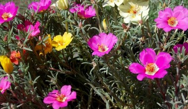 З весни до осені прикрашає сад яскравими квітами. Садіть там, де інші рослини не виживають