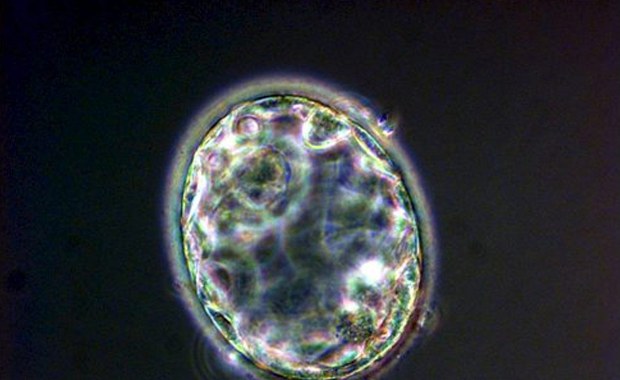 Z wadliwych embrionów zdrowe dzieci?