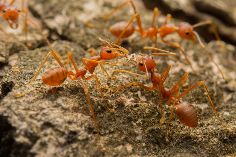Z walk dwóch gatunków mrówek powstaje ciecz jonowa /123RF/PICSEL