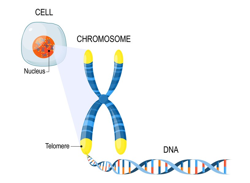 Z wiekiem telomery są coraz krótsze, przez co ludzkie komórki stają się coraz mniej odporne /123RF/PICSEL