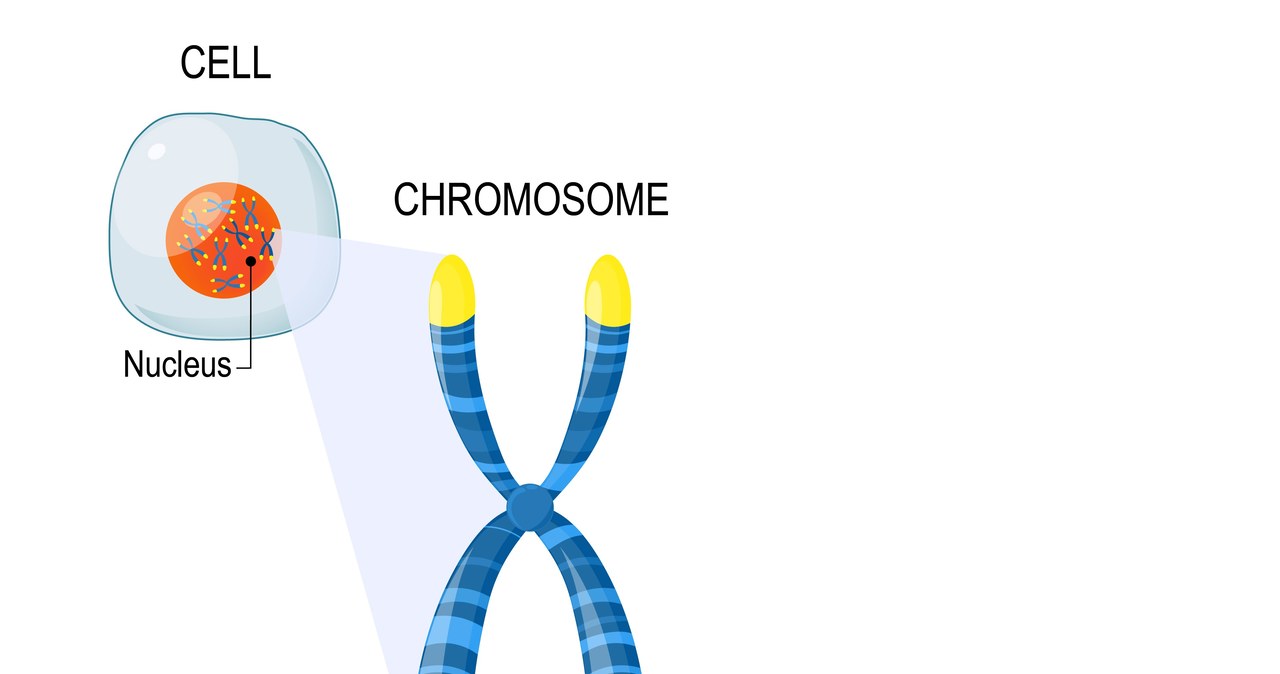 Z wiekiem telomery są coraz krótsze, przez co ludzkie komórki stają się coraz mniej odporne /123RF/PICSEL