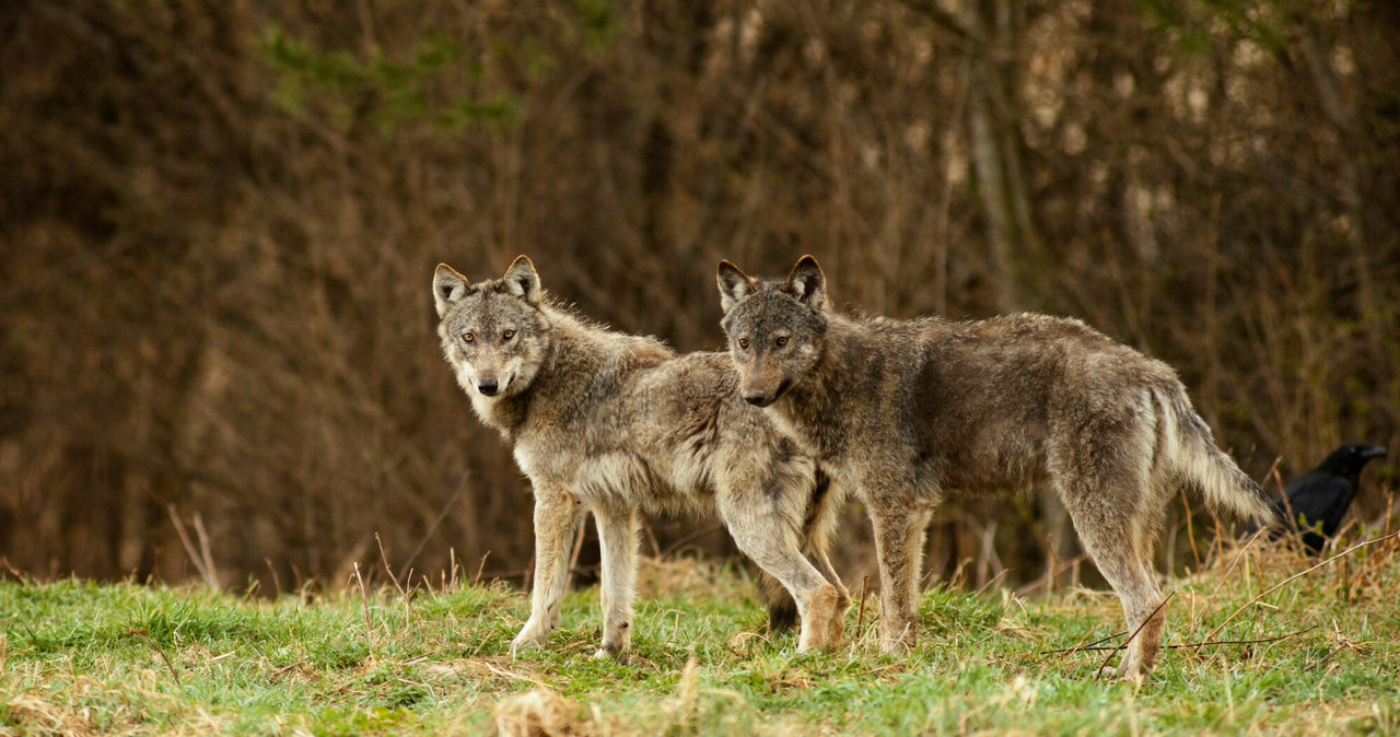 Z wilkami nawet duże psy nie mają żadnych szans... /Adrian Slazok/REPORTER /East News