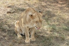 Z wizytą w Lion Parku