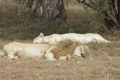 Z wizytą w Lion Parku