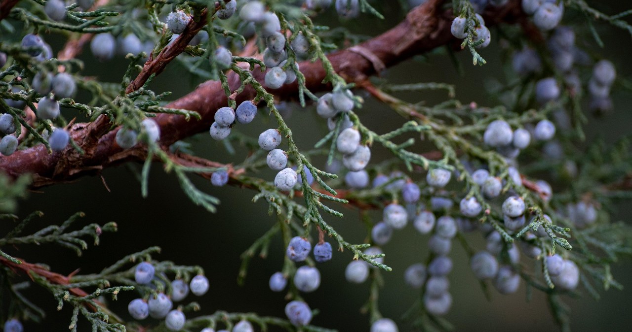 З ялівцю вийдуть прекрасні настоянки, соуси і печиво /pixabay.com