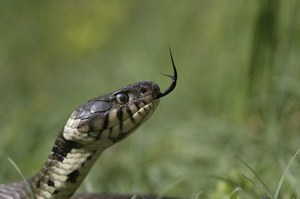 Z zaskrońcami dzieje się coś dziwnego. Ich rozmiar znacznie się zmienił