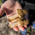 Za 1 kg płacą 450 zł. Najdroższe grzyby możesz hodować w ogródku