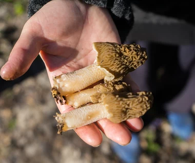 Za 1 kg płacą 450 zł. Najdroższe grzyby możesz hodować w ogródku
