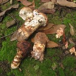 Za 1 kg płacą 8,5 tys. zł. Tego grzyba nie widziano w Polsce przez 100 lat