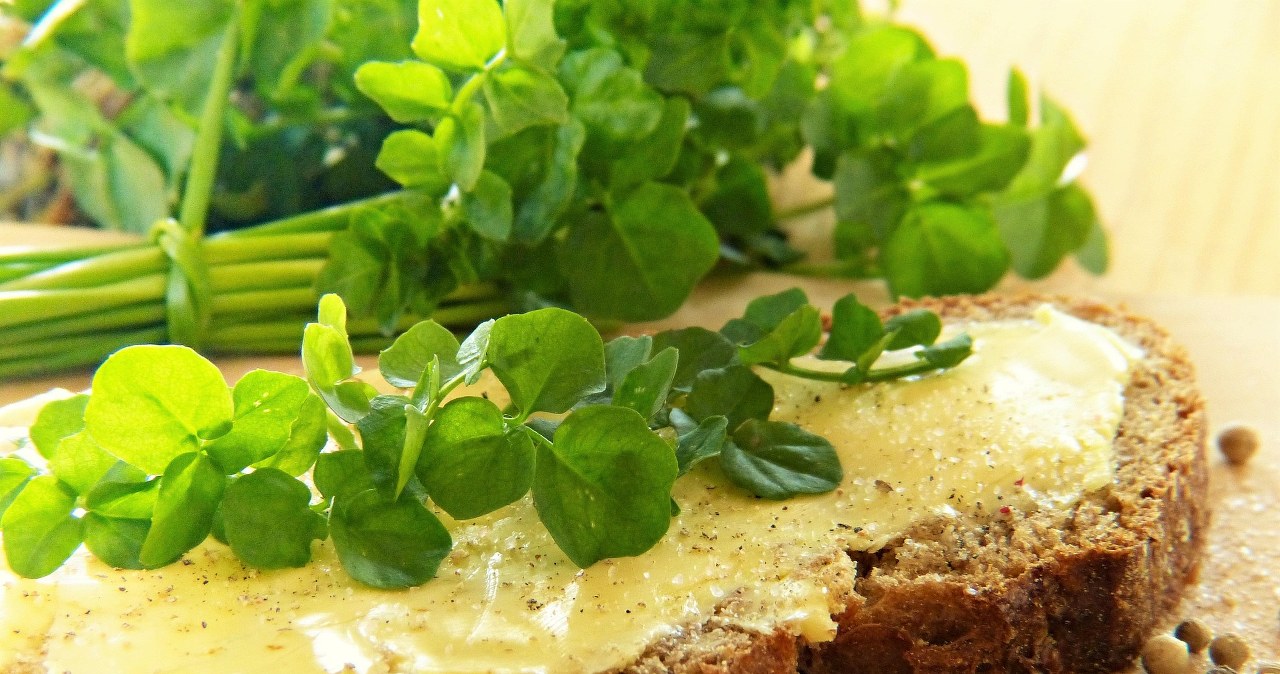 За деякими дослідженнями, крес-салат - найкорисніший овоч у світі /pixabay.com