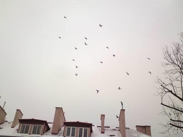 Za dnia ptaki latają w małych grupach /Tomasz Fenske /RMF FM