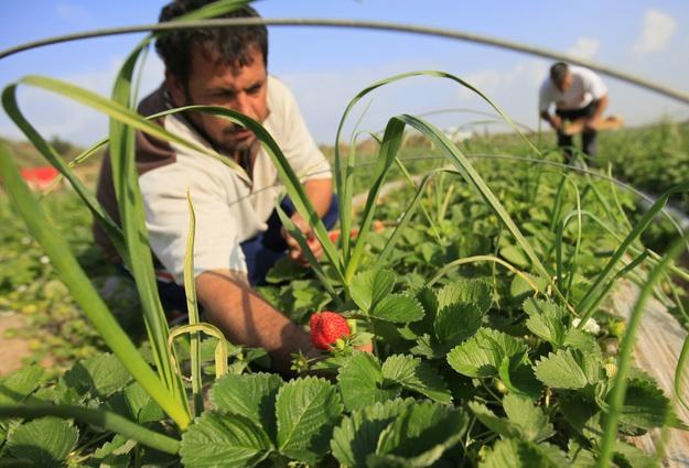 Za godzinę pracy na hiszpańskich plantacjach truskawek można otrzymać od 4,5 do 5 euro /AFP