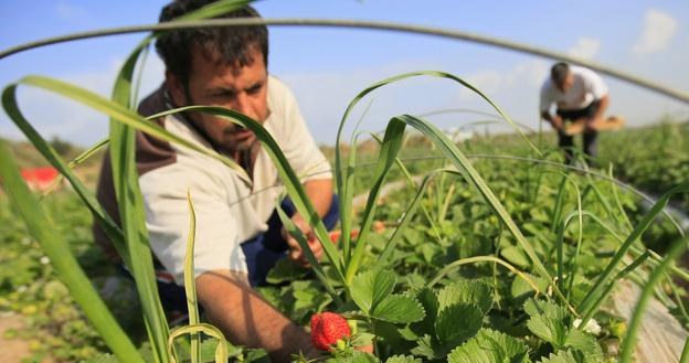 Za godzinę pracy na hiszpańskich plantacjach truskawek można otrzymać od 4,5 do 5 euro /AFP