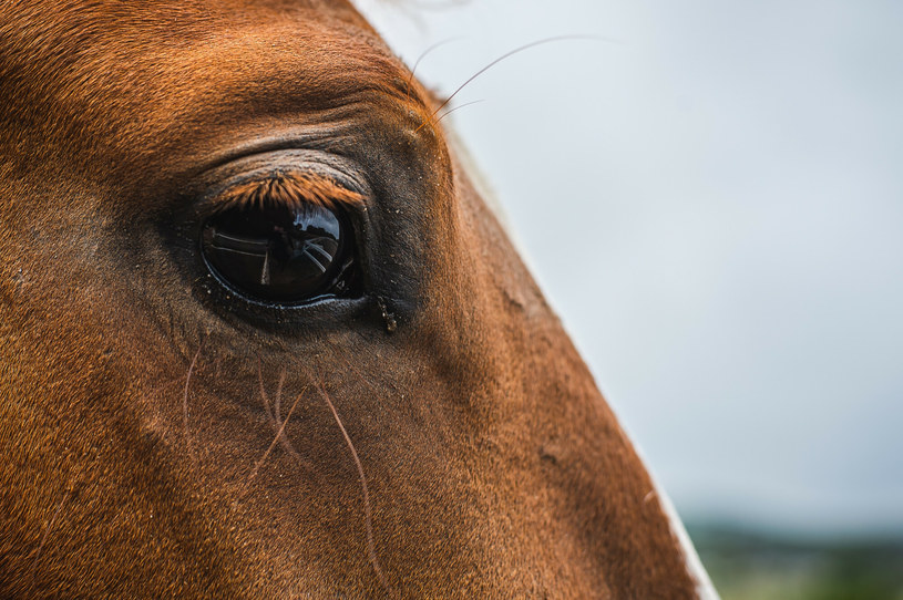 Za identyfikację koni w rzeźni odpowiadają lekarze urzędowi /Karol Makurat /East News