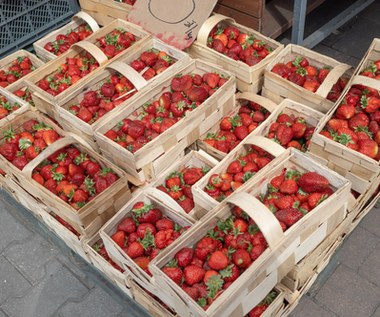 Za ile kupimy pierwsze polskie truskawki? "Koszty są odstraszające dla producentów"