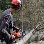 Za nielegalne wycięcie drzewa można zapłacić kilkaset tysięcy złotych