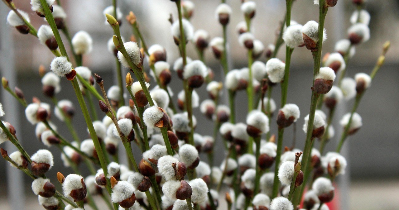 За повір’ями, після освячення вербові котики набувають додаткової захисної сили, вони оберігають дім від нещасть /pixabay.com