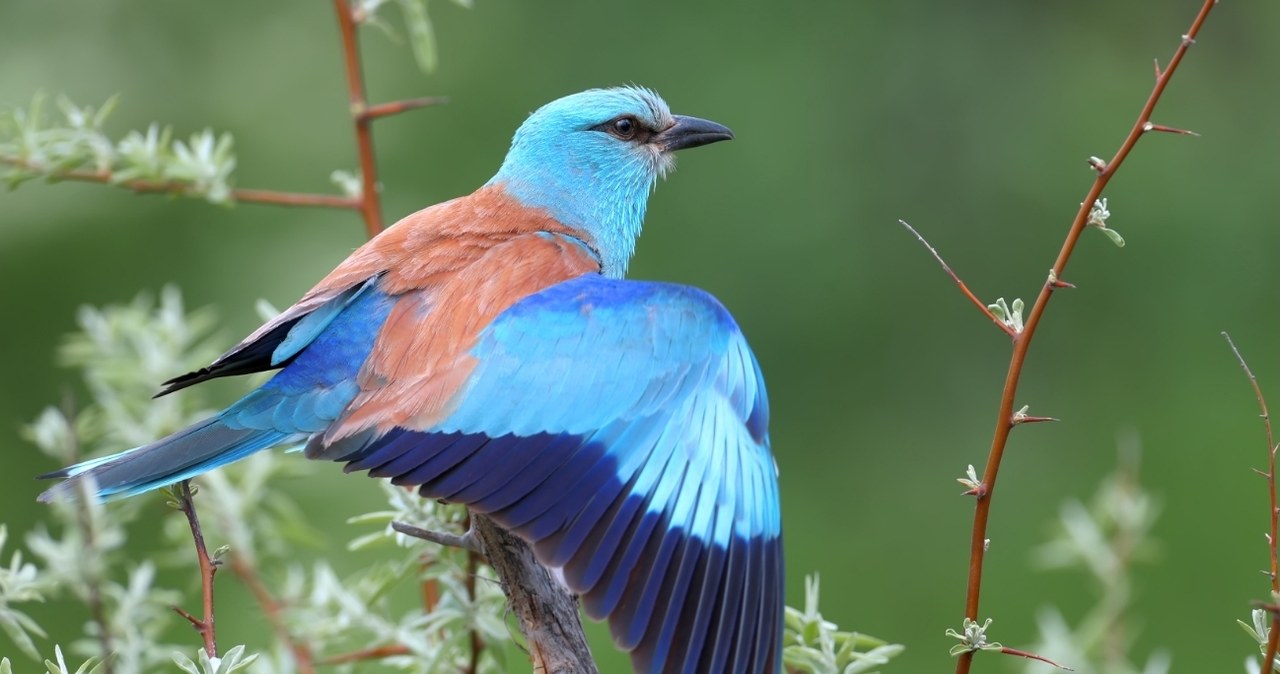 Za sprawą charakterystycznego ubarwienia, kraskę (łac. Coracias garrulus) nie sposób pomylić z żadnym innym krajowym gatunkiem ptaka /CanvaPro /Canva Pro