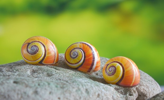 Za tę biżuterię płacą krocie! Nie uwierzysz, co stało się przekleństwem ślimaków