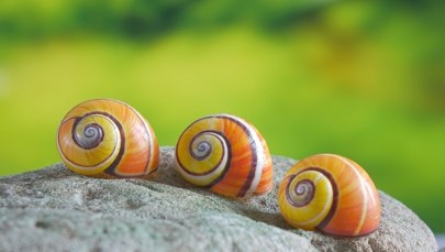 Za tę biżuterię płacą krocie! Nie uwierzysz, co stało się przekleństwem ślimaków