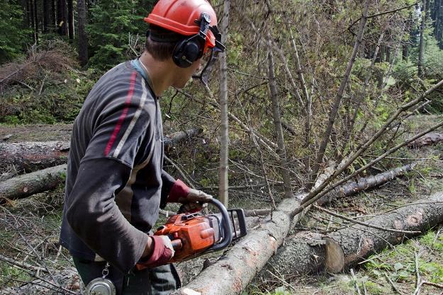 Za usunięcie drzew stojących na działce przedsiębiorca musi zapłacić. Fot. PRZEMYSŁAW ZIEMACKI /East News