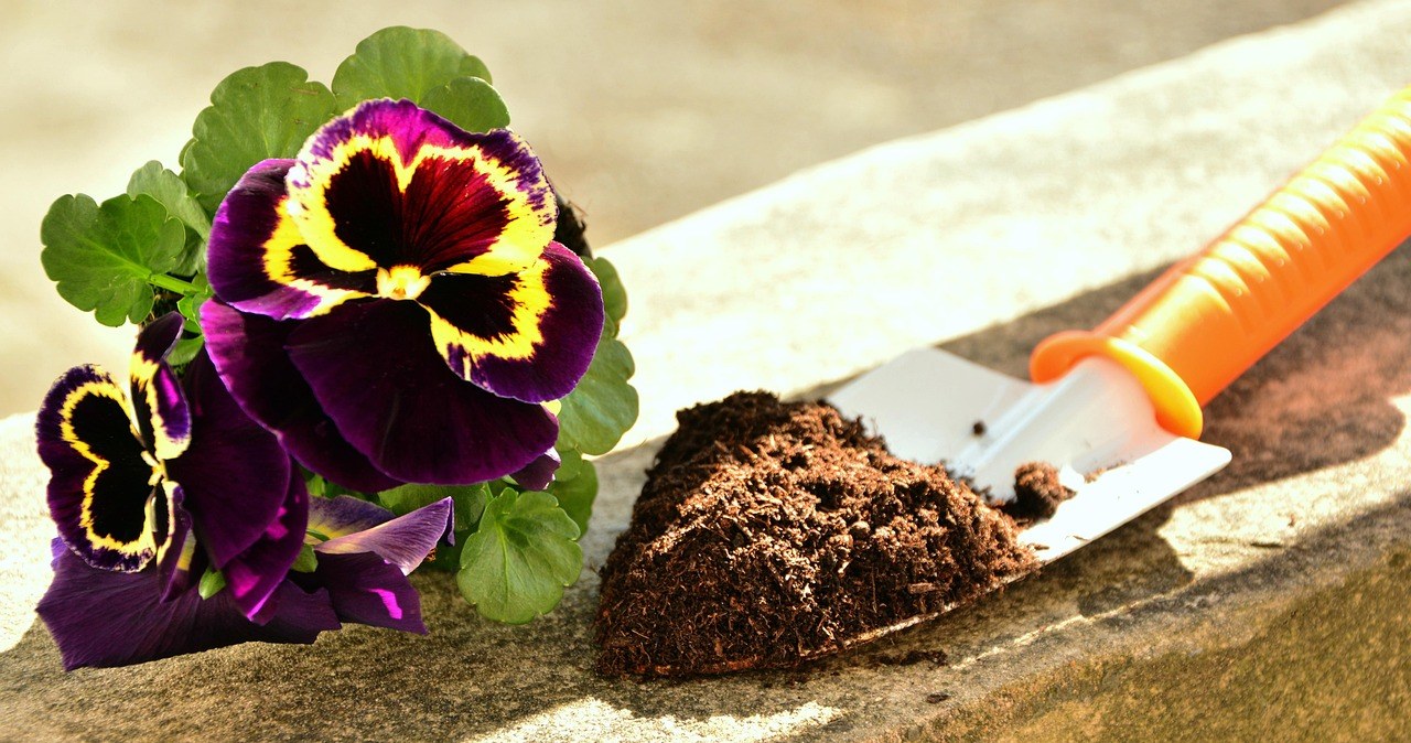 За відсутності сильних морозів нижче -7 °C братки можна висаджувати вже в середині березня /pixabay.com