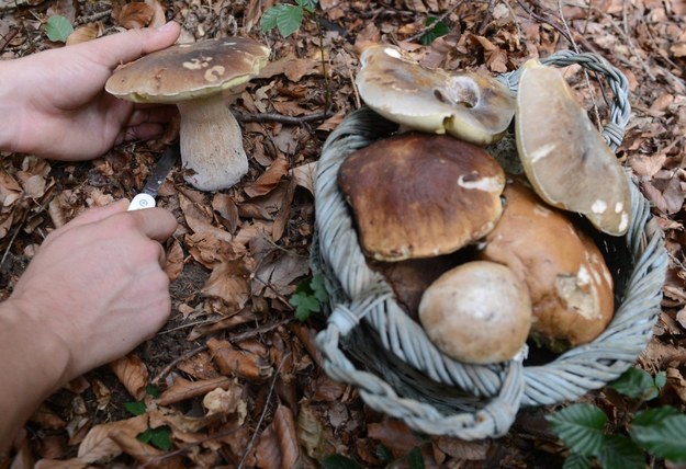 Za zbieranie grzybów w Tatrach grozi m.in. mandat /HELMUT FOHRINGER /PAP/EPA
