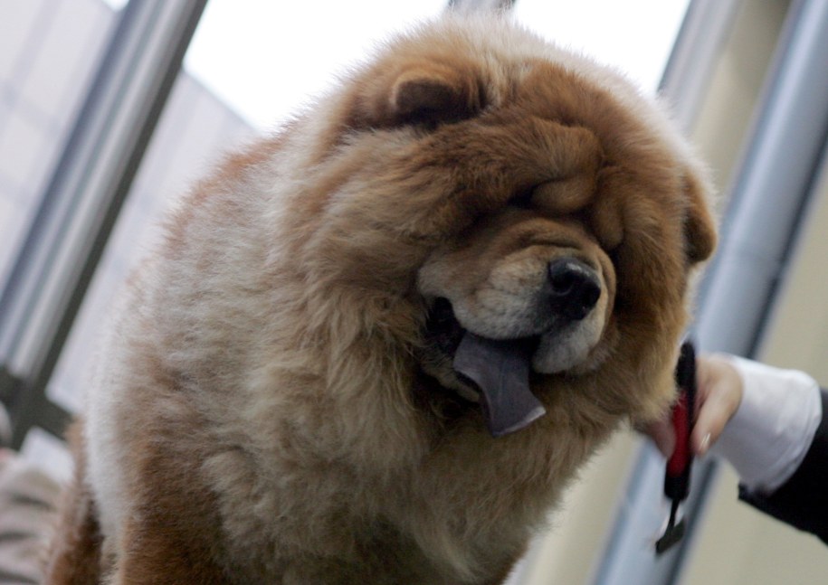 Za znalezienie zaginionego chow-chow Chińczyk oferuje... swoje własne mieszkanie /Adam Ciereszko /PAP